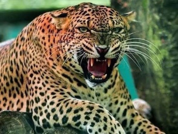 रुद्रप्रयाग: घायल होने के बावजूद महिला ने गुलदार से लड़ी बहादुरी की जंग, दरांती से चार वार कर बचाई जान